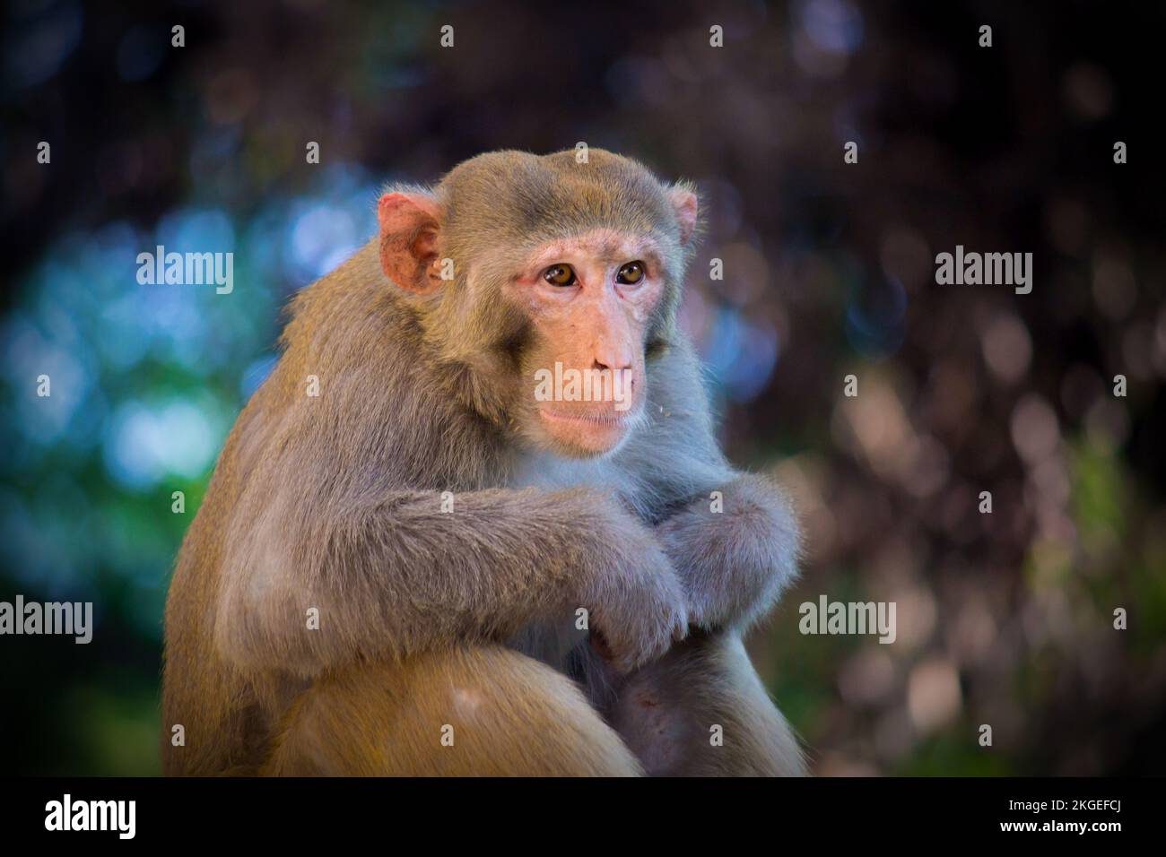 Rhesusmakaken sind bekannte braune Primaten oder Affen mit roten Gesichtern, und Reare werden auch als Macaca oder Mullata bezeichnet Stockfoto