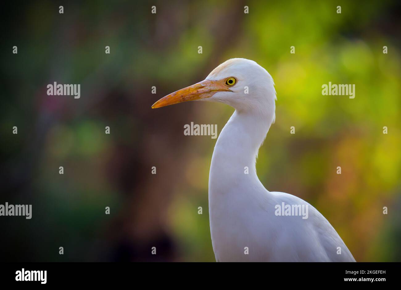 Porträt von Bubulcus ibis oder Heron oder allgemein bekannt als Vieh Egret im öffentlichen Park in Indien Stockfoto