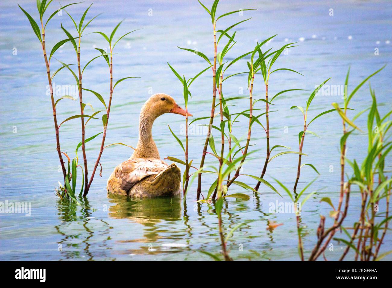 Ente, auch bekannt als Wasservögel, der auf dem Wasser in einem See ruht Stockfoto
