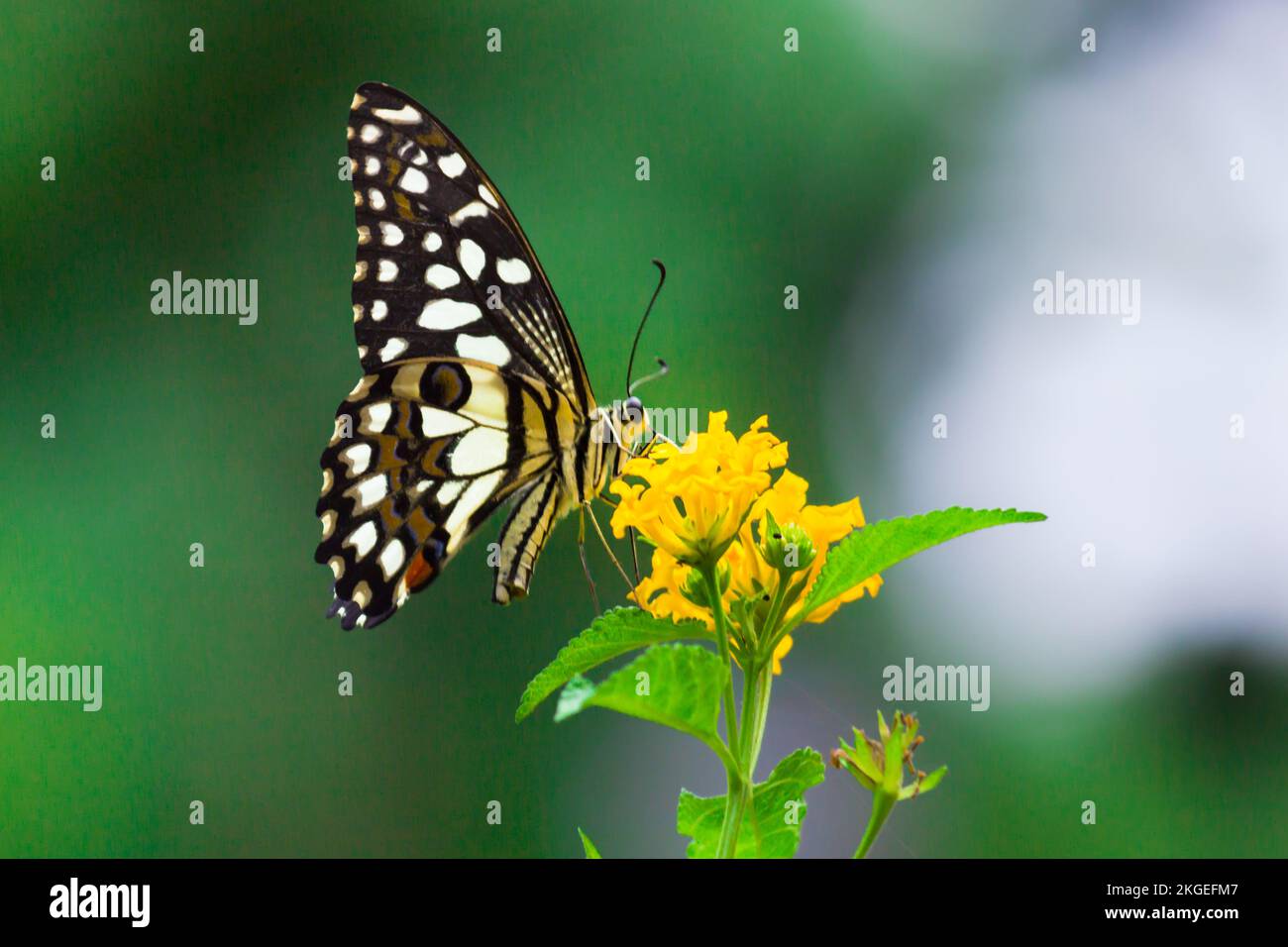 Wildtiere Makrobild des Papilio-Schmetterlings oder des gemeinen Limettenschmetterlings, der auf der Blumenpflanze in seinem natürlichen Lebensraum vor grünem Hintergrund ruht Stockfoto