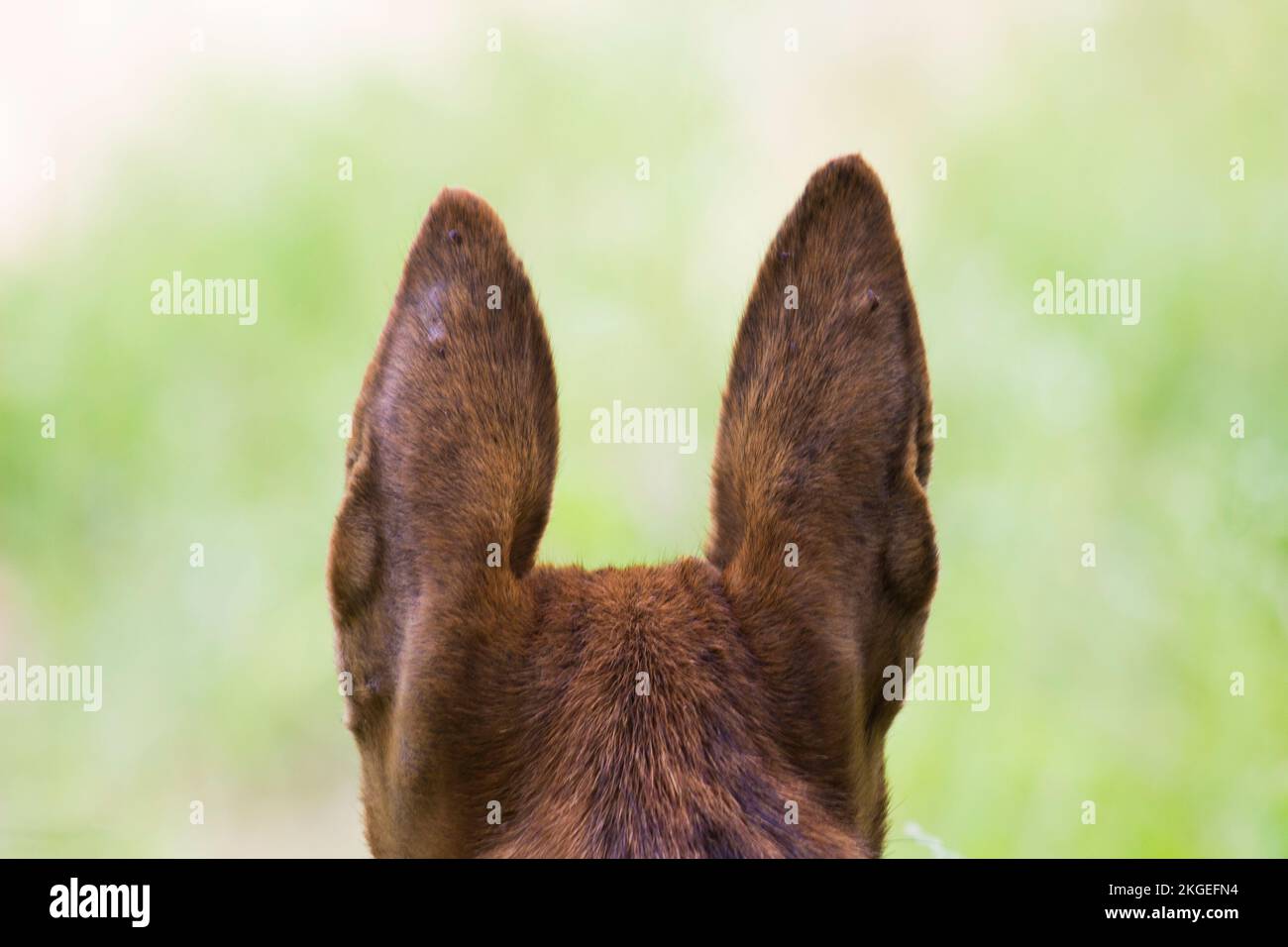 A Hundeohren werden von hinten in natürlichem Tageslicht vor einem weichen, grünen, verschwommenen Hintergrund fokussiert Stockfoto