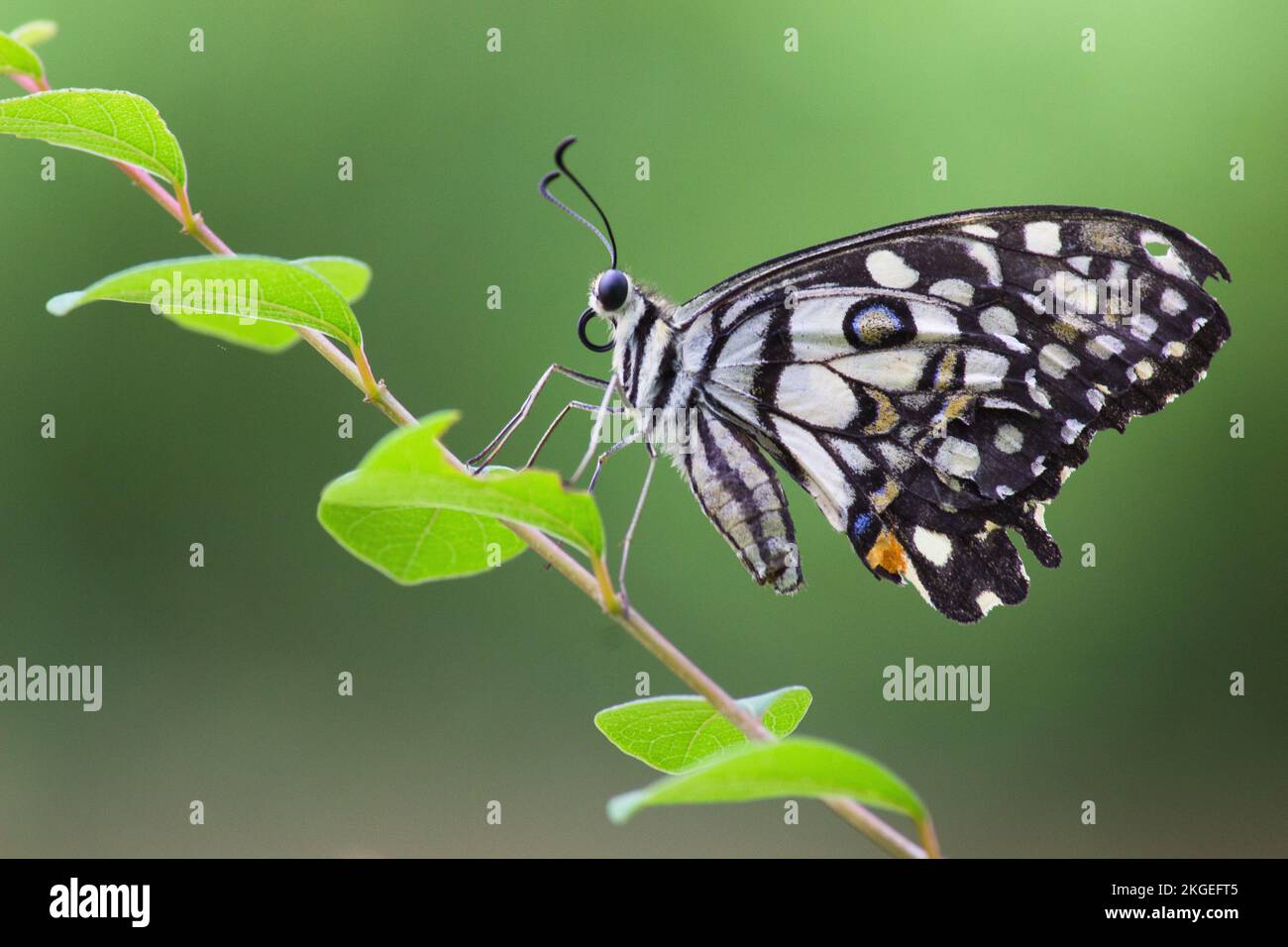 Wildtiere Makrobild des Papilio-Schmetterlings oder des gemeinen Limettenschmetterlings, der auf der Blumenpflanze in seinem natürlichen Lebensraum vor grünem Hintergrund ruht Stockfoto