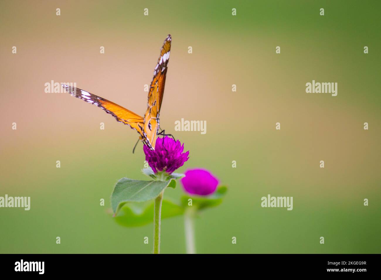 Einfacher Tiger (Danaus chrysippus) Schmetterling auf der Blütenpflanze mit weit geöffneten Flügeln vor einem schönen, weichen, grünen, verschwommenen Hintergrund Stockfoto