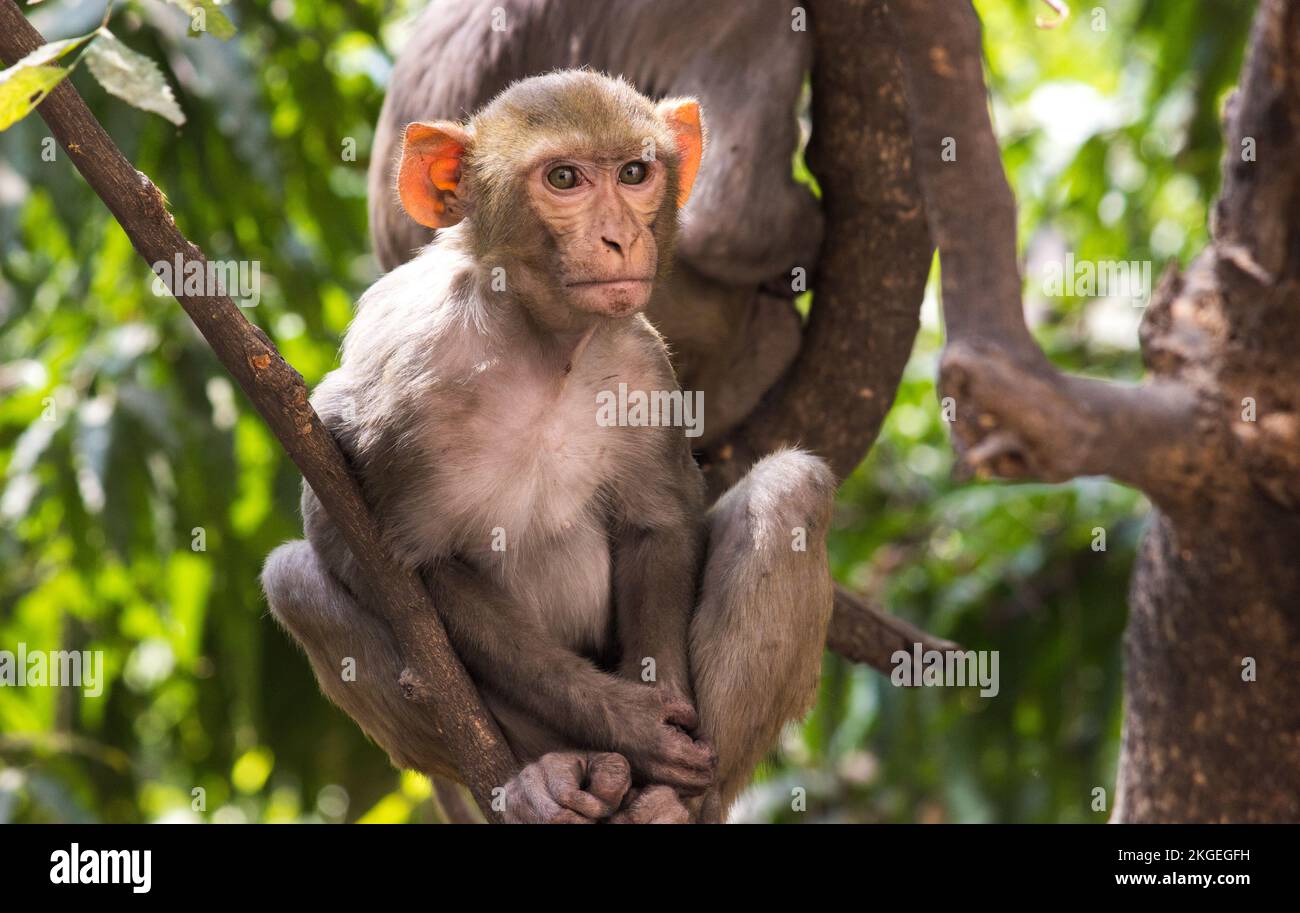 Der Affe Rhesus Macaque sitzt auf dem Ast und schaut in die Kamera im tropischen Wald in Indien Stockfoto