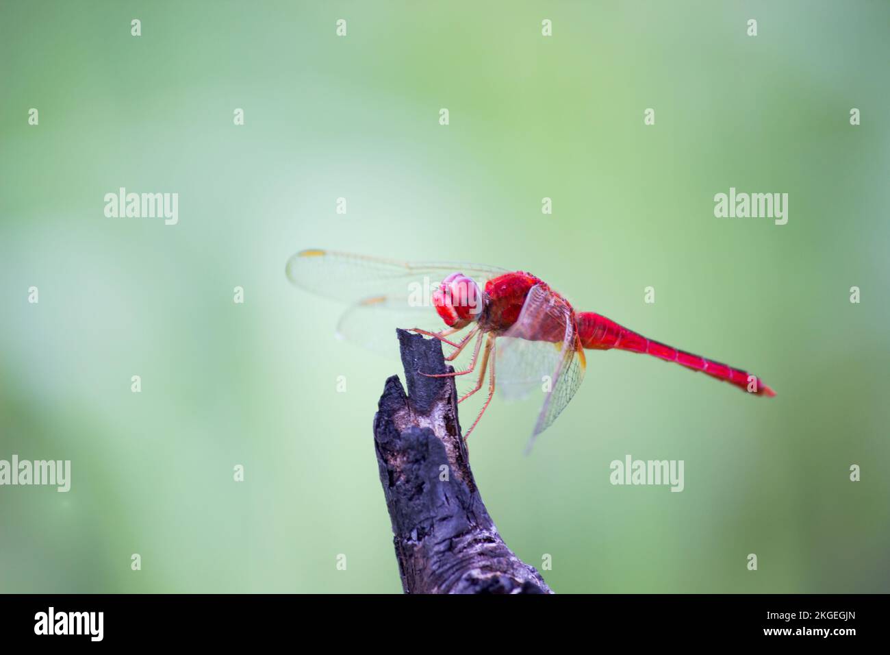 Libelle hoch oben auf einem Stiel auf einem wunderschönen grünen und verschwommenen Hintergrund Stockfoto