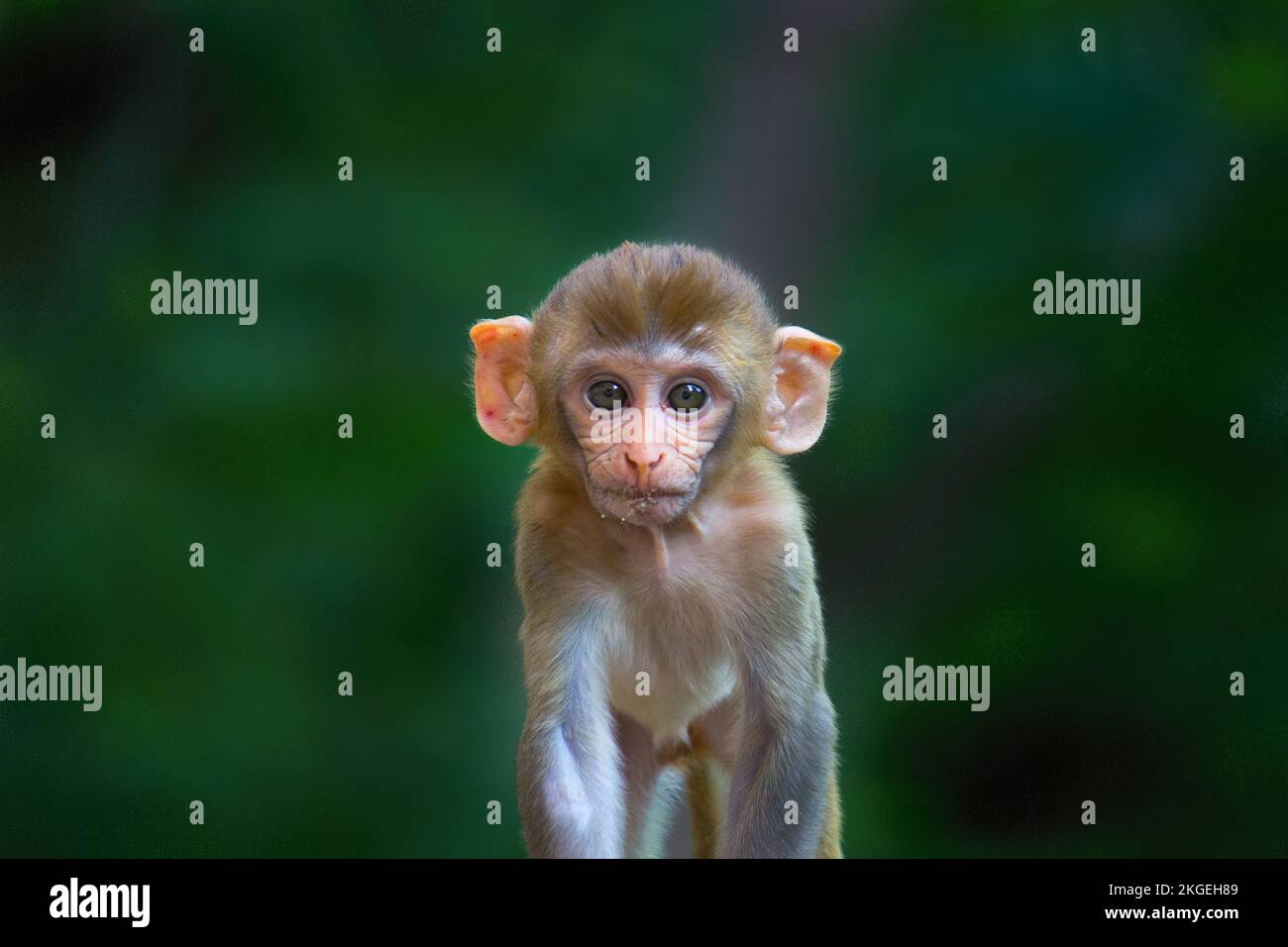 Der niedliche und niedliche Rhesus-Affe, der in die Kamera schaut, hat einen grünen und verschwommenen Hintergrund Stockfoto
