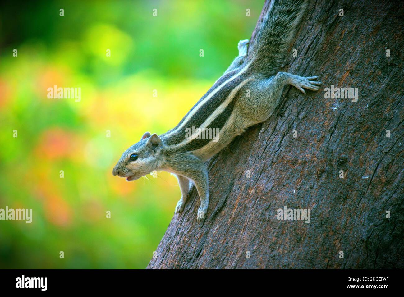 Eichhörnchen, auch bekannt als India Palm Eichhörnchen, das den Baumstamm hinuntergeht und in die Kamera schaut vor grünem Hintergrund Stockfoto