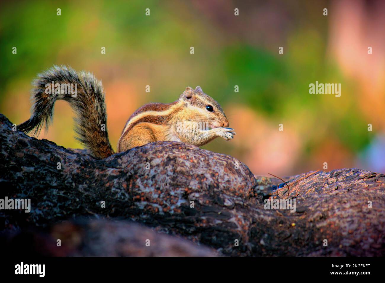 Eichhörnchen auch bekannt als India Palm Eichhörnchen, das in seiner natürlichen Umgebung vor grünem Hintergrund auf dem Baumstamm Nüsse isst Stockfoto