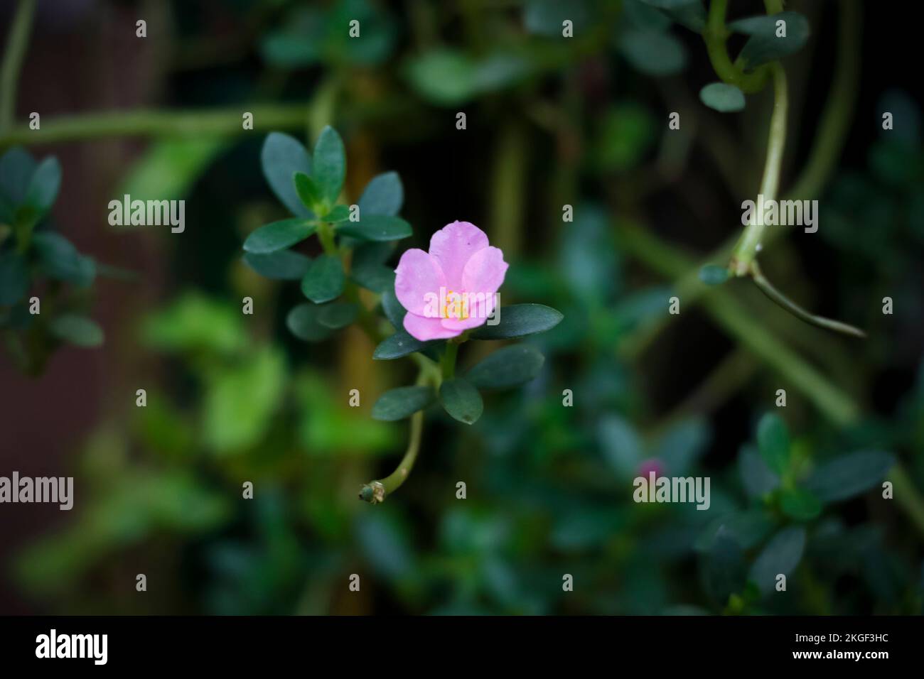 Nahaufnahme Der Wunderschönen Violetten Moosblume Stockfoto