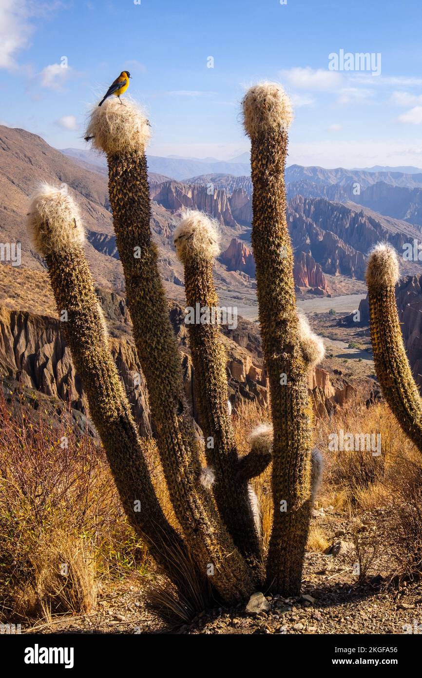 Schwarzhaubenfink der sierra (kleiner schwarzer und gelber Vogel) auf einem Kaktus in El Sillar, Bolivien Stockfoto