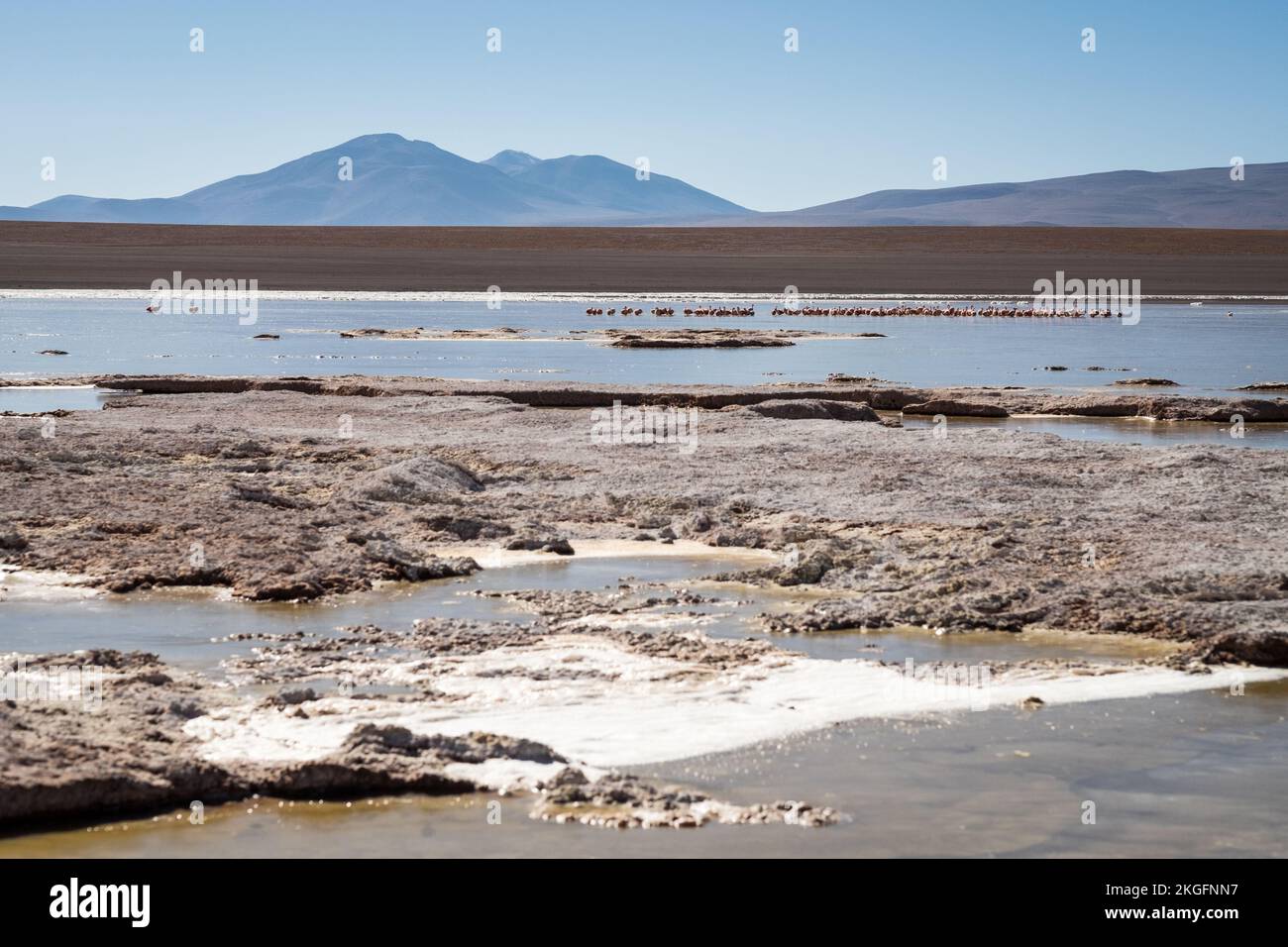 Panoramablick auf Laguna Hedionda mit einer Schar Flamingos im Hintergrund auf der Altiplano (Hochebene), Provinz Sur Lípez, Bolivien Stockfoto