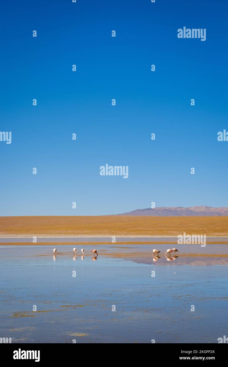 Flamingos am Laguna Hedionda auf der Altiplano (Hochebene), Provinz Sur Lípez, Bolivien Stockfoto