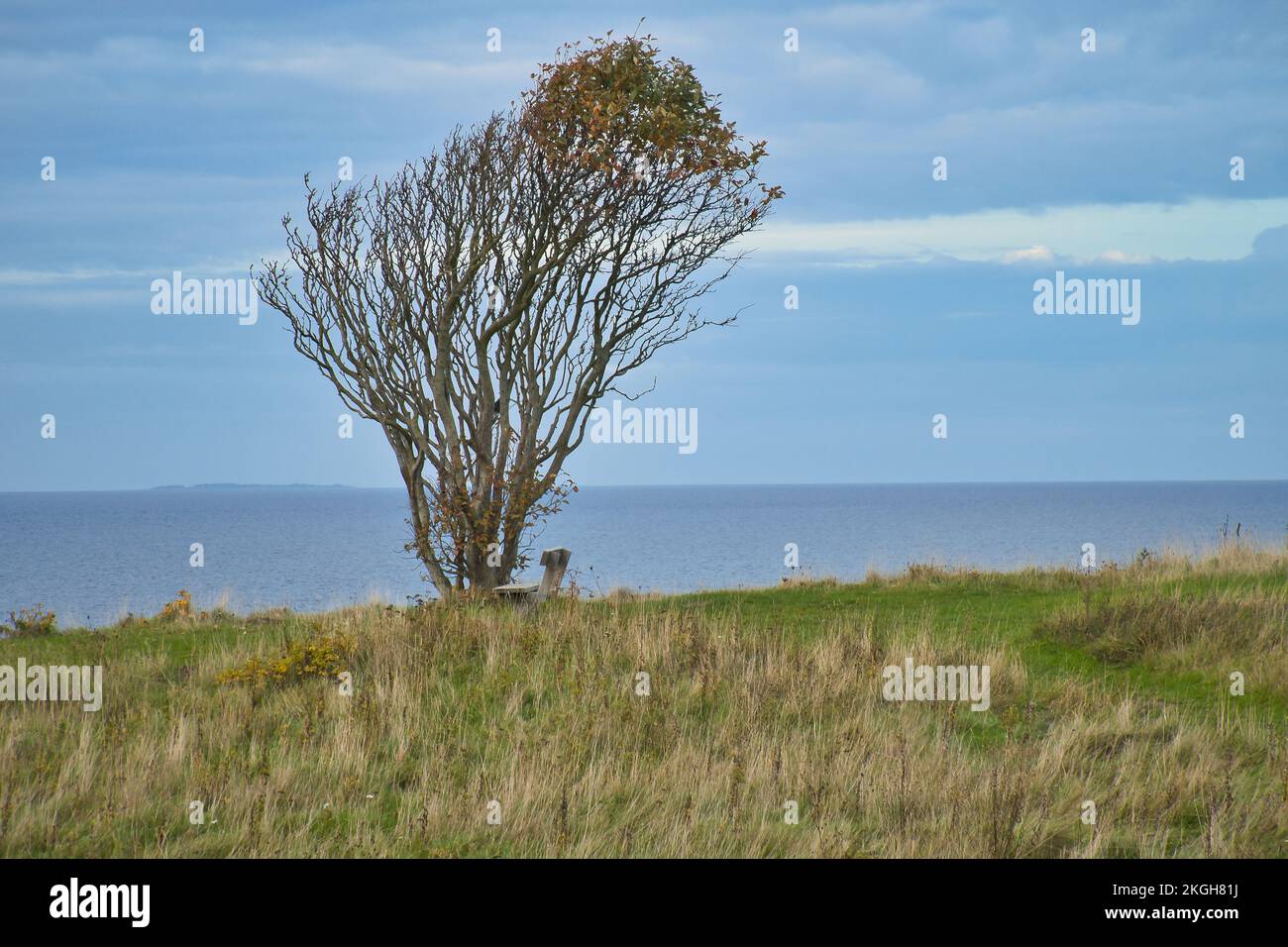 Der Baum ist vom Wind gebeugt, mit einer Bank auf einer Klippe am Meer. Blick in Dänemark auf dem Kattegatt. Pause während einer Wanderung. Landschaftsaufnahmen aus der Ostsee Stockfoto