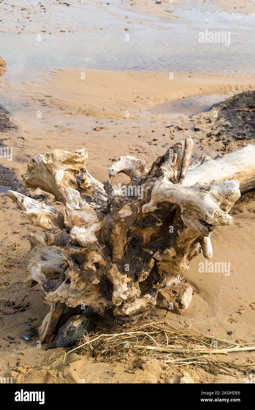 Wurzelknäuel eines toten Baumes wurde am Strand von Covehithe Suffolk 2022 angespült Stockfoto
