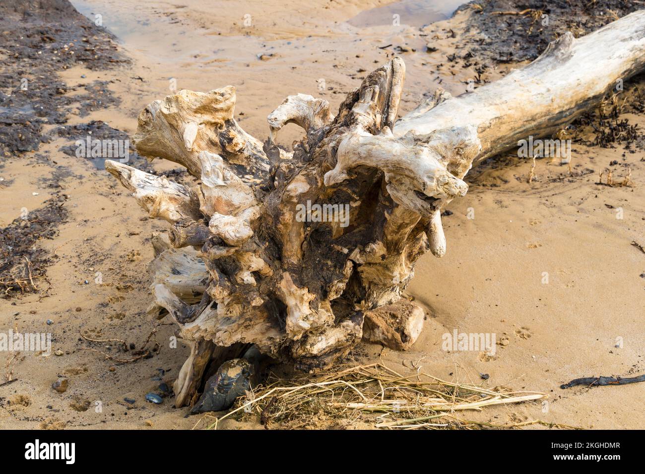 Wurzelknäuel eines toten Baumes wurde am Strand von Covehithe Suffolk 2022 angespült Stockfoto