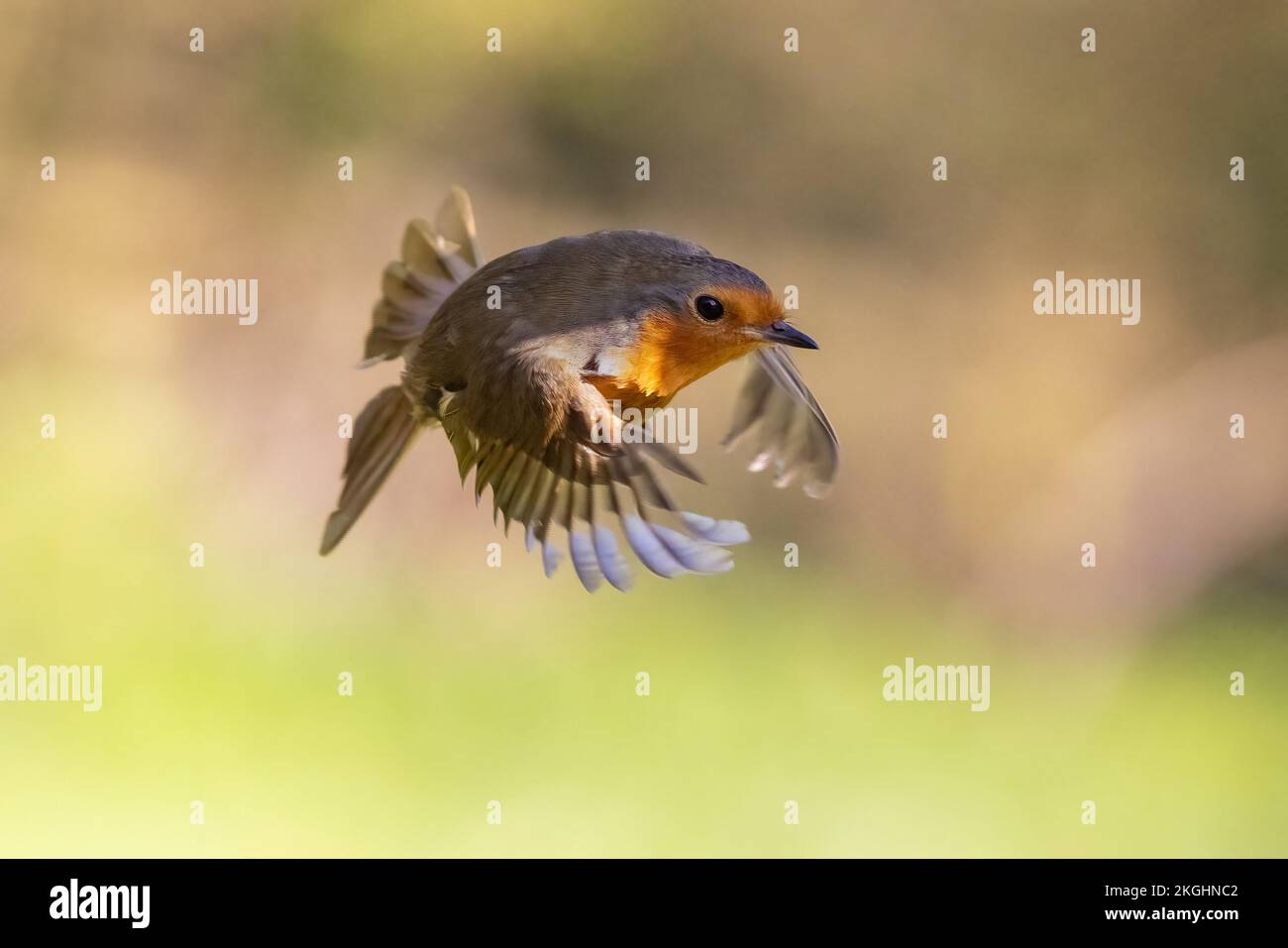 Europäisches Rotkehlchen (Erithacus rubecula) im Flug Stockfoto