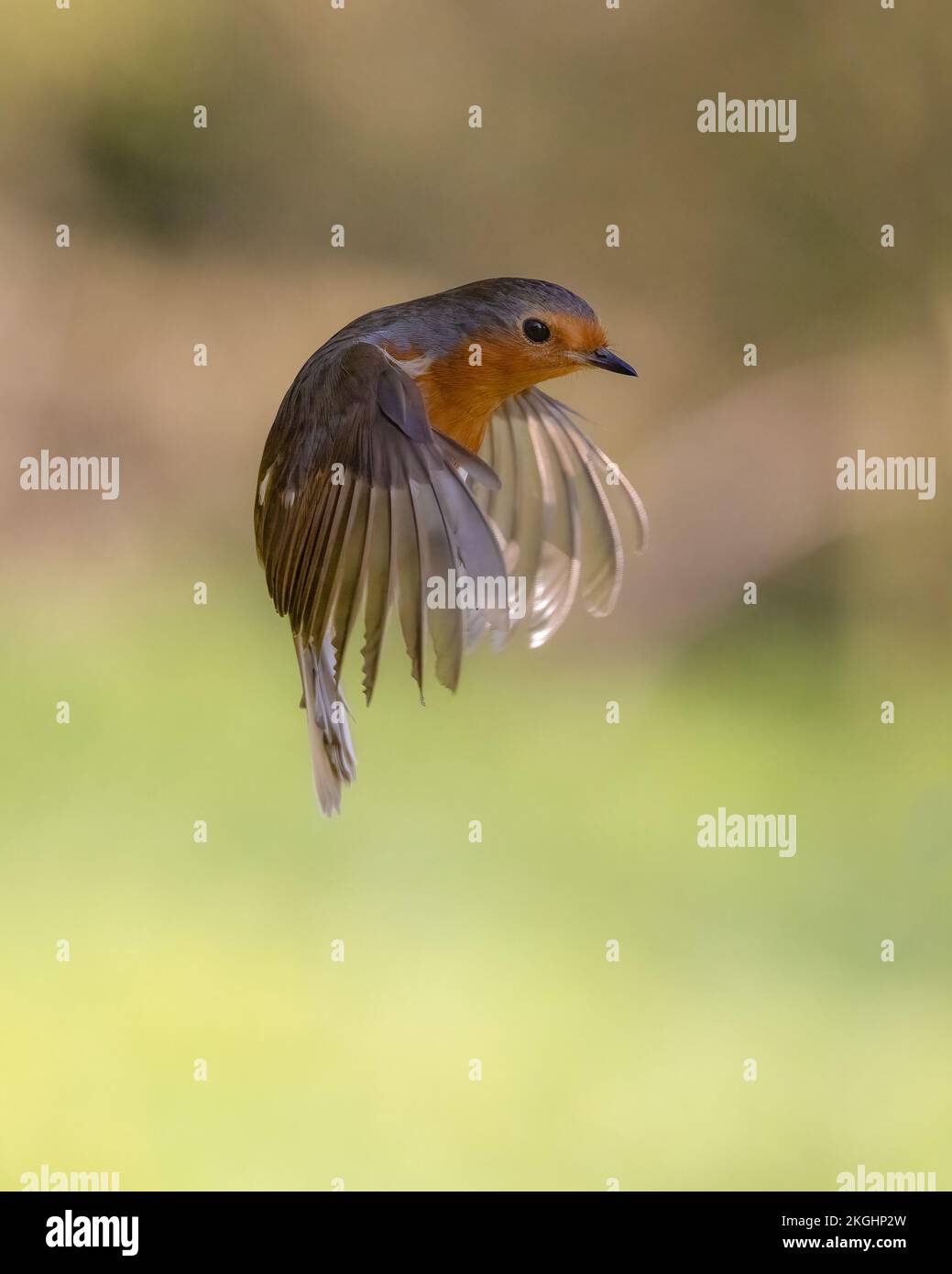 Europäisches Rotkehlchen (Erithacus rubecula) im Flug Stockfoto