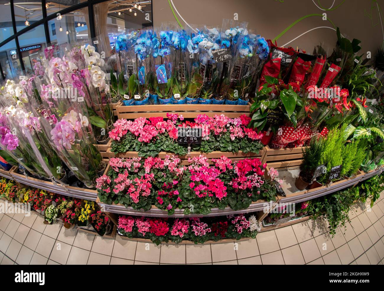 Cuneo, Italien - 22. November 2022: Stall mit Blumen und Pflanzen, verschiedenen Arten von Orchideen und Cyclamen und der blauen Orchidee im italienischen Supermarkt, Stockfoto