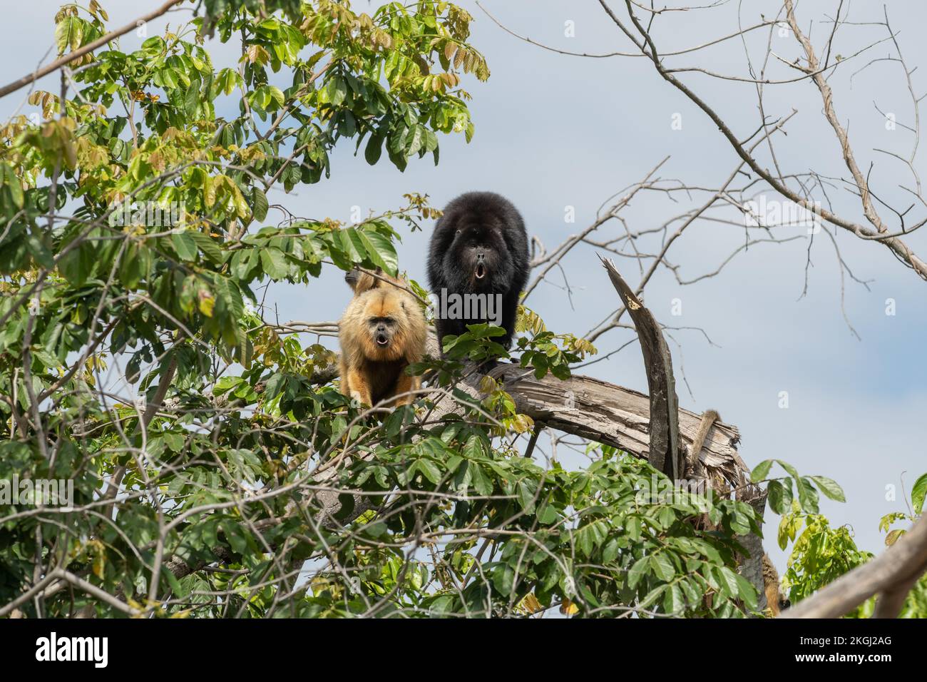 Ein Paar Howler Monkeys (Alouatta caraya), die in North Pantanal, Brasilien, heulen Stockfoto
