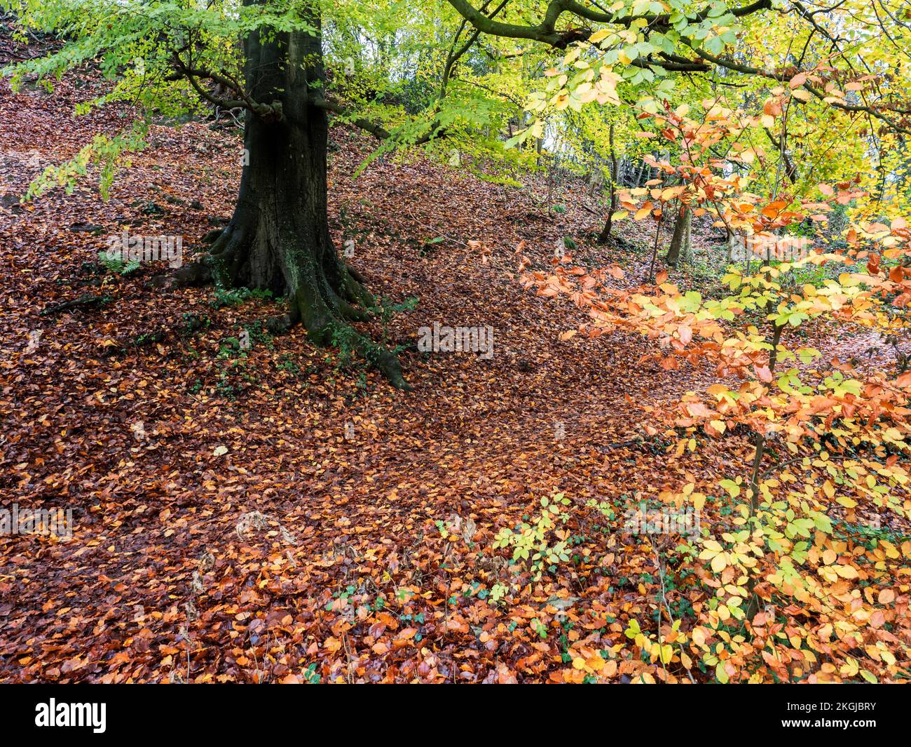 Mackintosh Park im Herbst Knaresborough North Yorkshire England Stockfoto