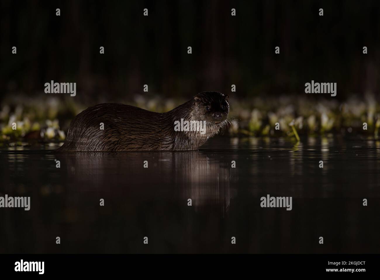 Otterfischen im Wasser bei Nacht Stockfoto