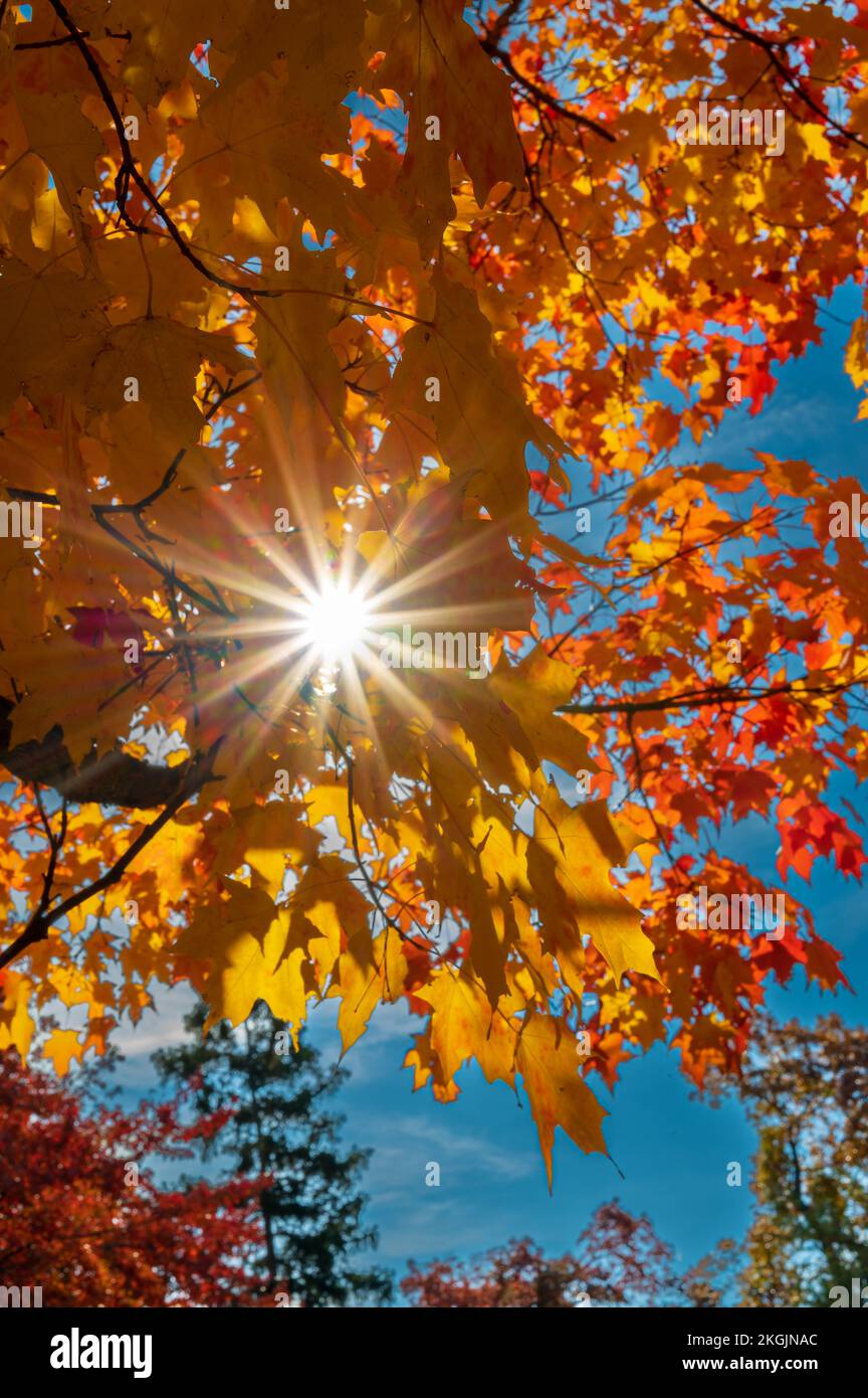 Sonnenlicht erzeugt einen Sonnenschein in den Ahornblättern in ihrer Herbstpracht. Stockfoto