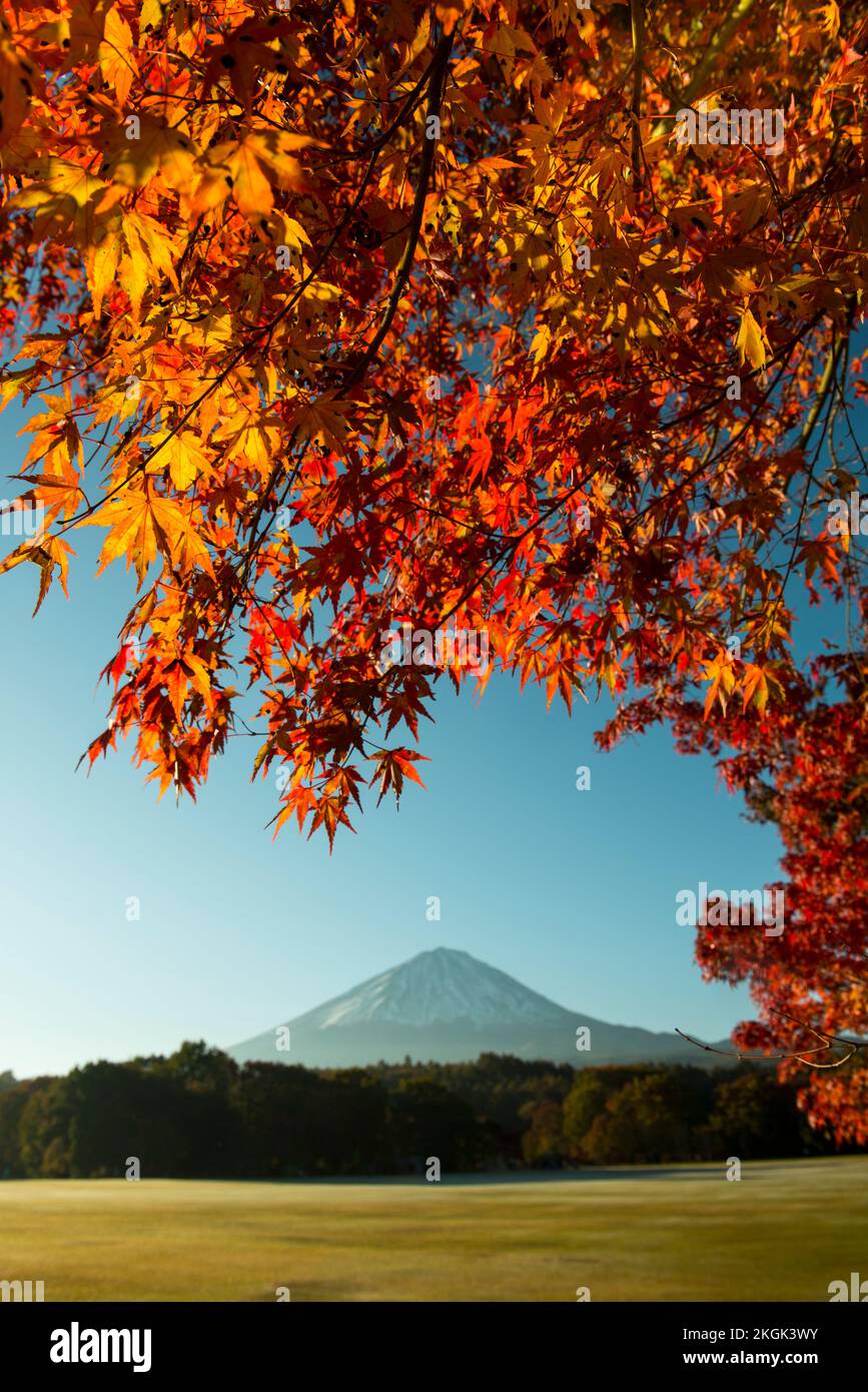 Mt. Fuji mit Ahornblättern im Herbst. Fuji Hakone Izu Nationalpark Shizuoka Japan Stockfoto