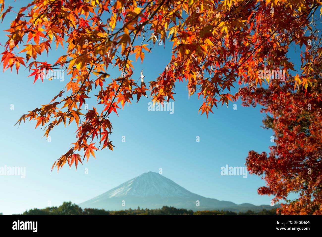 Mt. Fuji mit Ahornblättern im Herbst. Fuji Hakone Izu Nationalpark Shizuoka Japan Stockfoto
