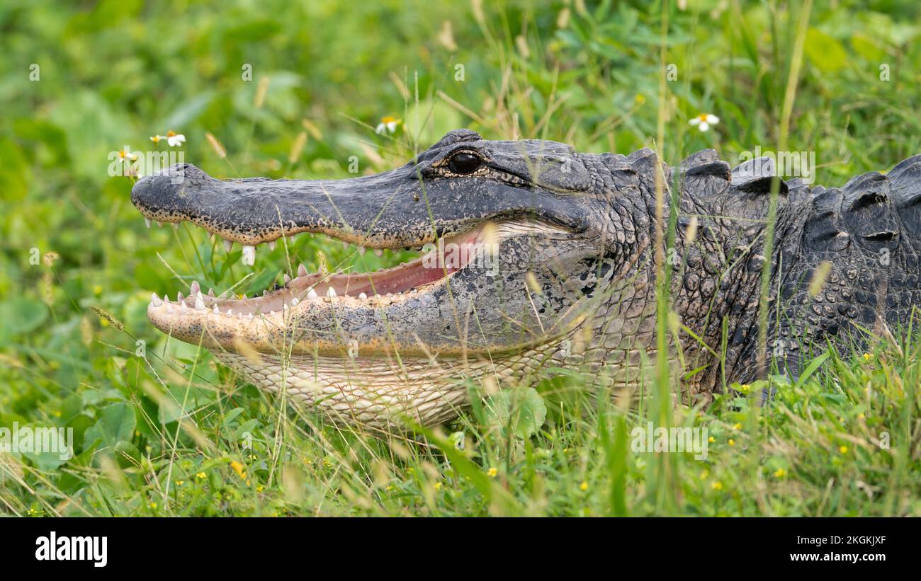 Ein amerikanischer Alligator am Lake Apopka Stockfoto