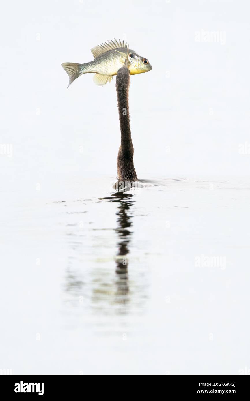 Eine Anhinga mit einem Rotohr-Sonnenfisch. Stockfoto