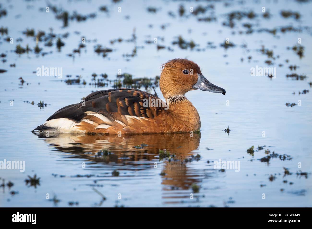 Eine vollmundige Pfeifente am Apopka-See. Stockfoto