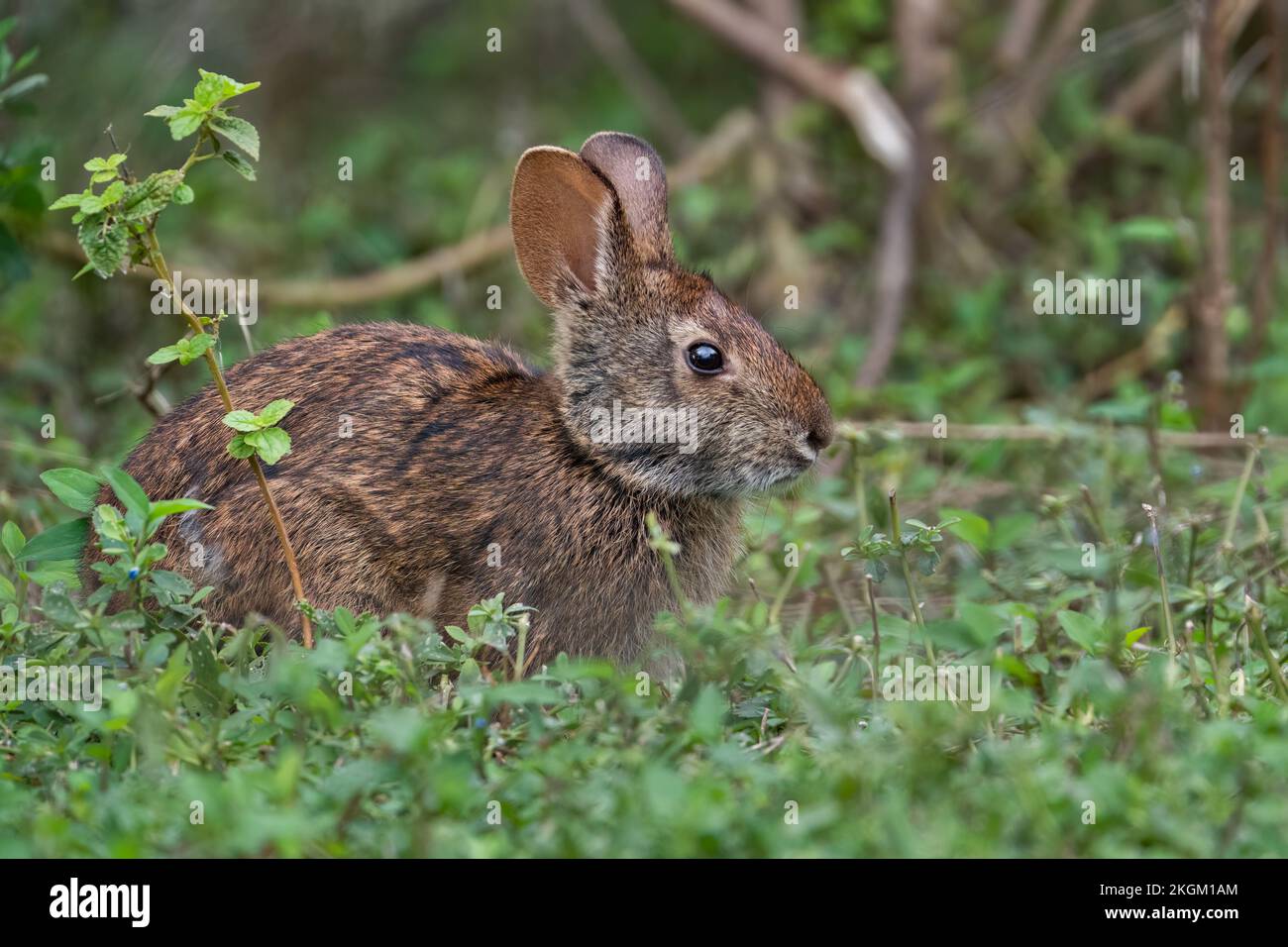 Ein Sumpfkaninchen, das am Ufer des Lake Apopka vorbeizieht. Stockfoto