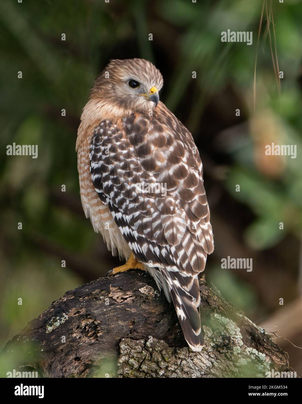 Ein Rotschulter-Falke, der am Ufer eines Kanals in der Nähe des Apopka-Sees sitzt. Stockfoto