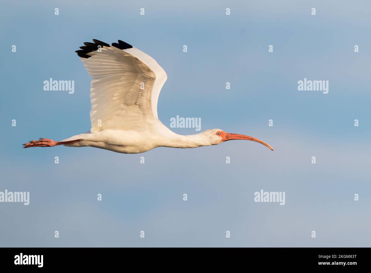 Ein weißes Ibis im Flug (Lake Apopka, Florida) Stockfoto