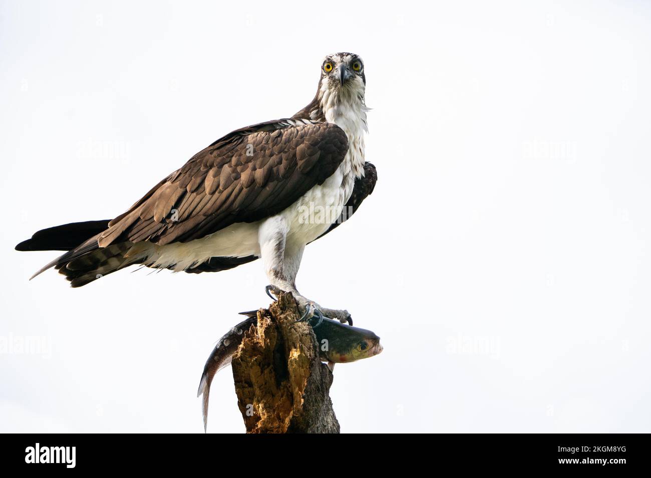 Ein Fischadler mit einem frisch gefangenen Fisch. Stockfoto