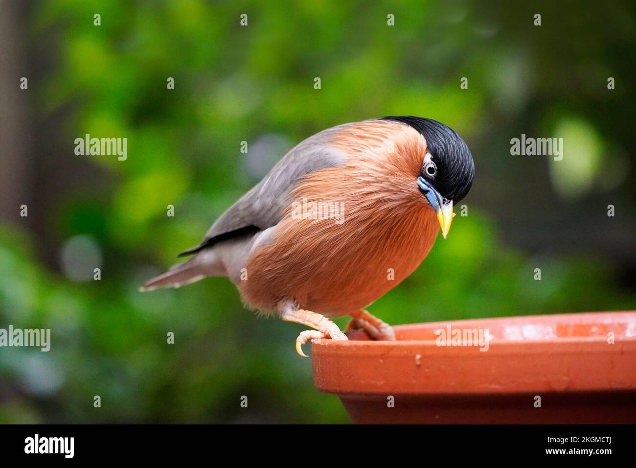 Nahaufnahme von Pagoda Starling. Sturnia-Pagode. Stockfoto