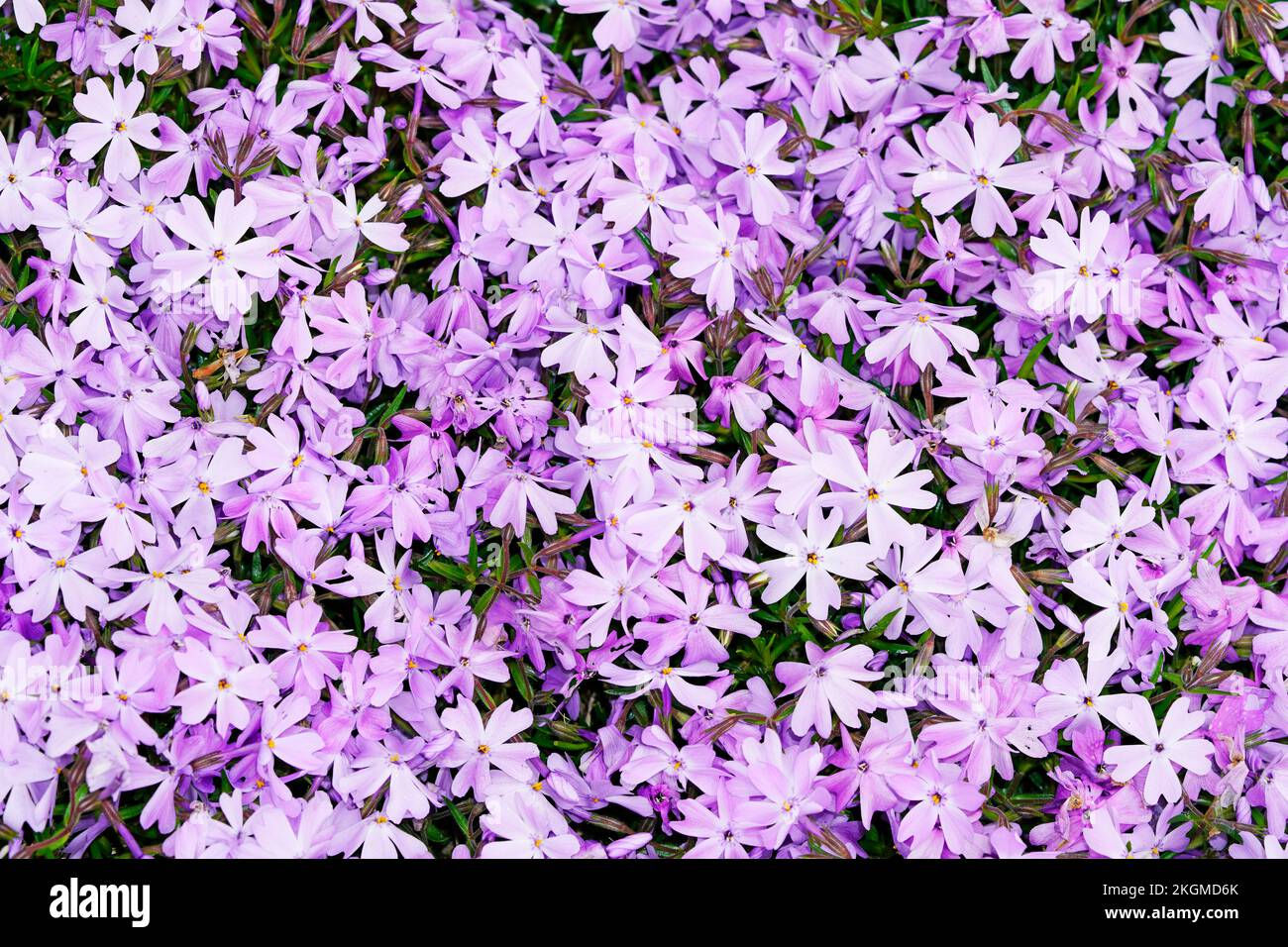 Polsterung Phlox Nahaufnahme. Blühende Bodendecke für den Garten. Phlox subulata. Stockfoto