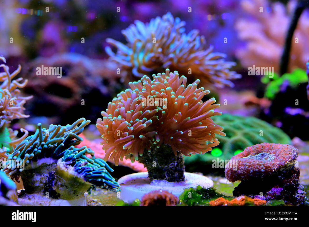 Euphyllia-Korallen sind polypisierte Steinkorallen, sehr beliebt im Hausriff-Aquarium Stockfoto