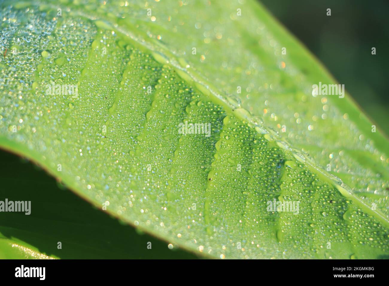 Bananenblatt mit Wassertropfen Stockfoto