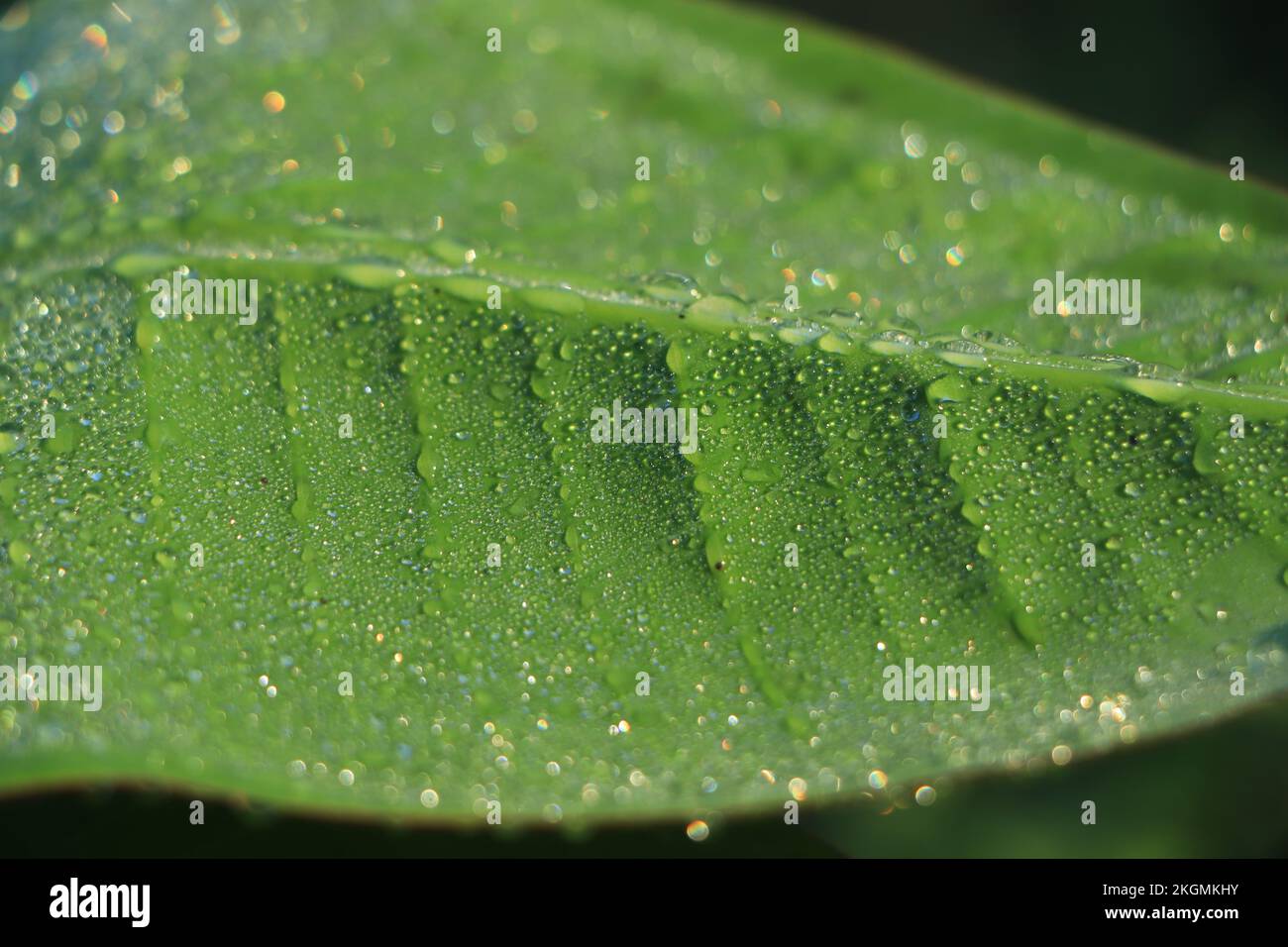 Bananenblatt mit Wassertropfen Stockfoto