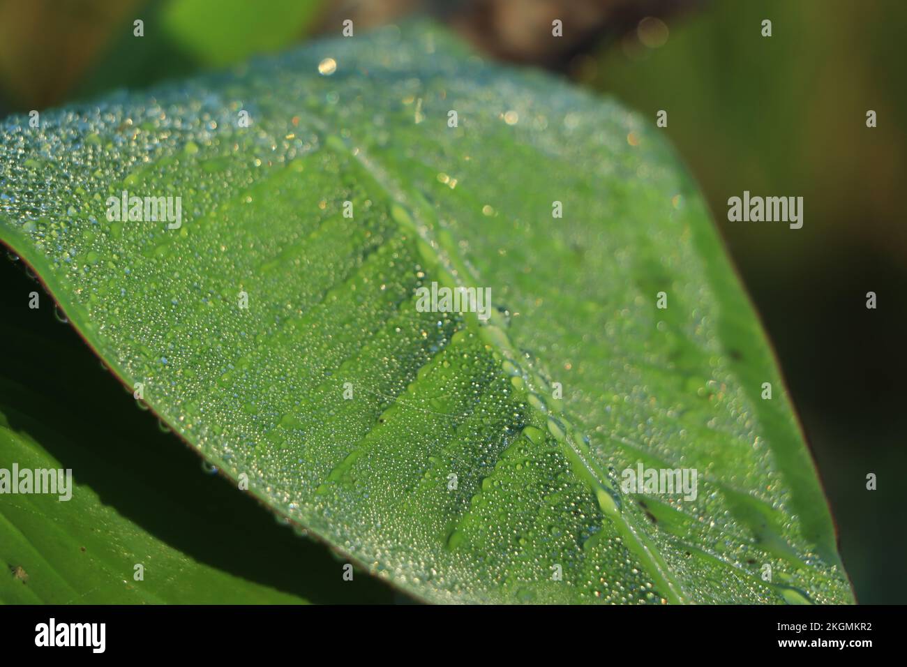 Bananenblatt mit Wassertropfen Stockfoto