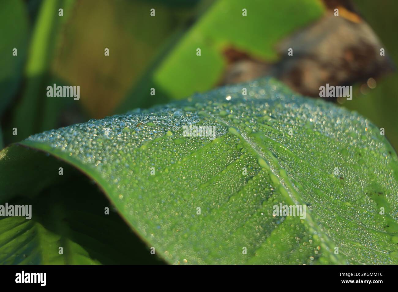 Bananenblatt mit Wassertropfen Stockfoto