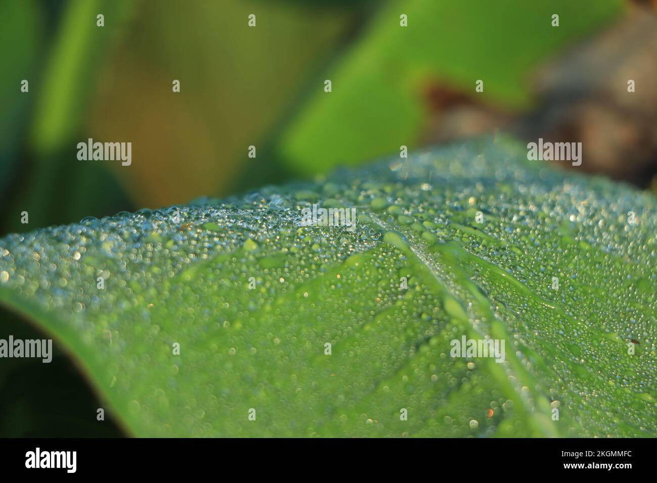 Wassertropfen auf einem Bananenblatt Hintergrund Stockfoto