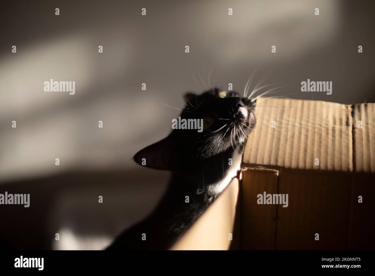 Die Katze juckt an der Box. Katze zu Hause. Haustier und Pappe. Tier in der Wohnung. Stockfoto