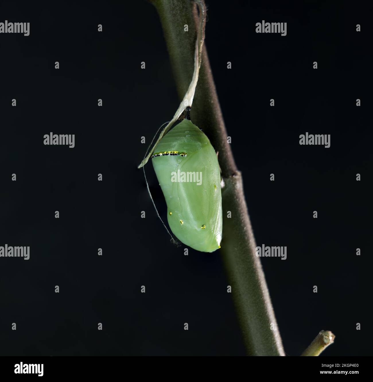 Monarch Chrysalis hängt an Silberfaden. Stockfoto