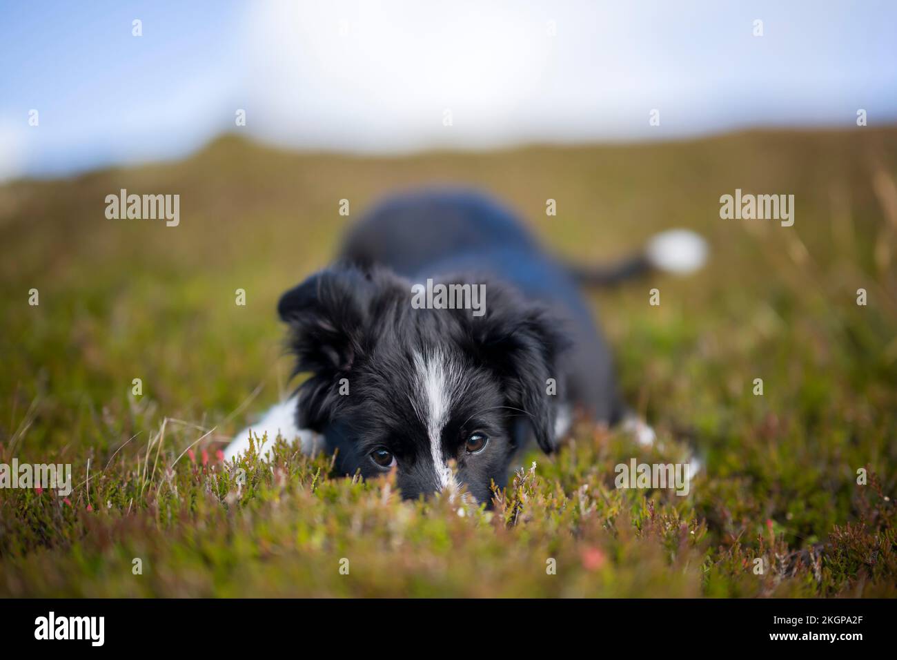 Süßes Border Collie Hündchen, das auf dem Gras liegt Stockfoto