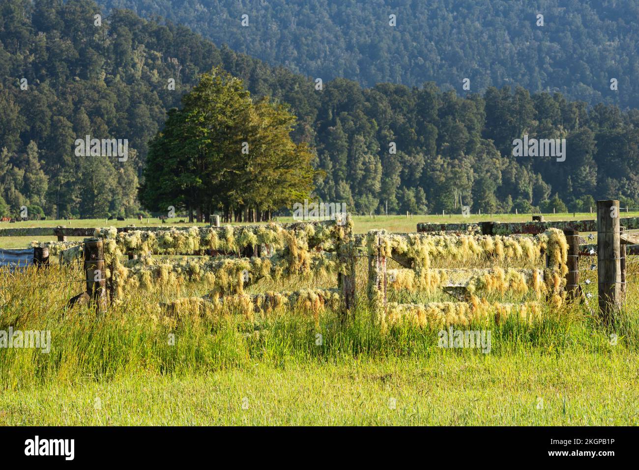 Neuseeland, Westküstenregion, überwachsener Zaun im Westland Tai Poutini Nationalpark Stockfoto
