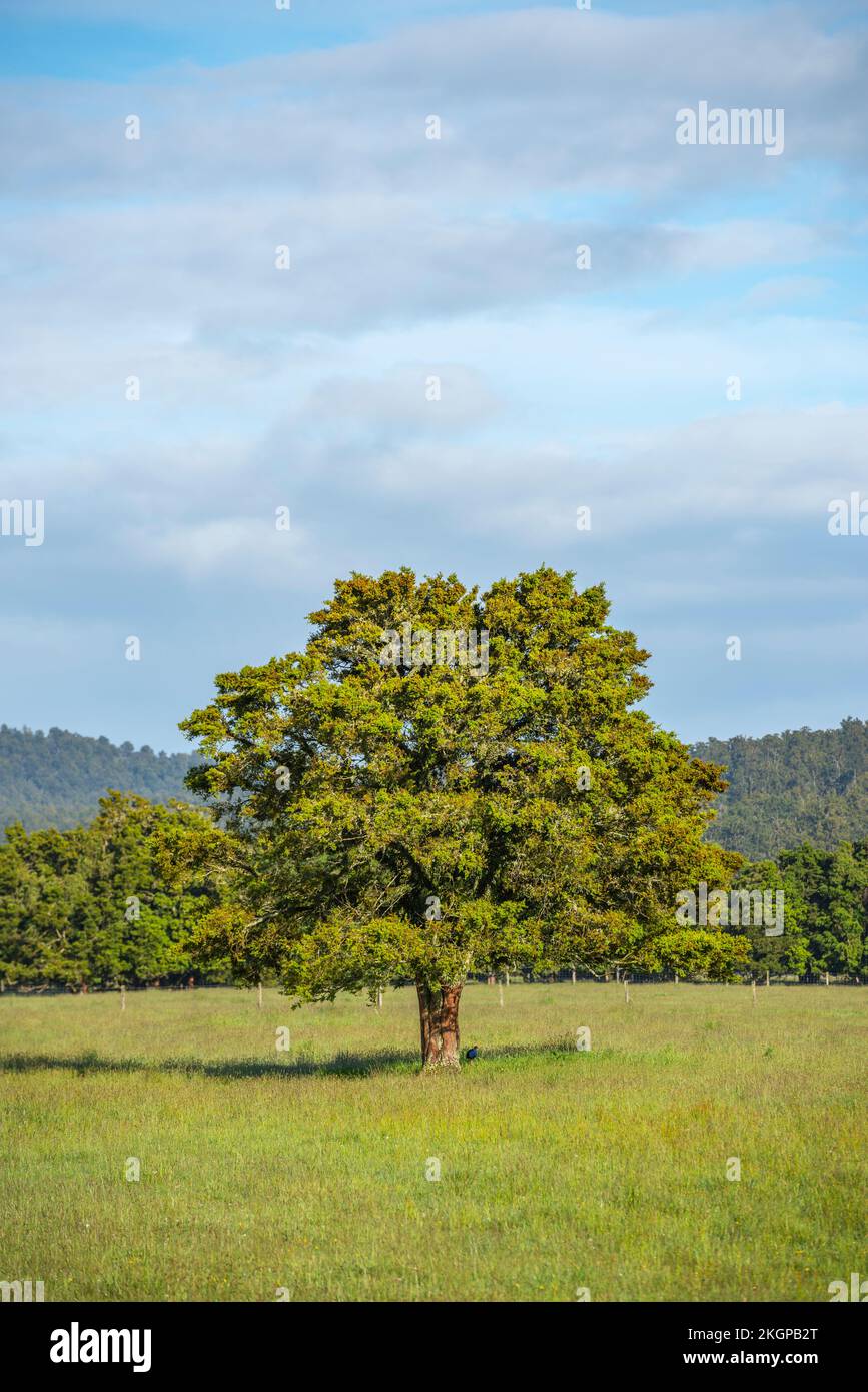 Neuseeland, Westküstenregion, grüne Wiese im Westland Tai Poutini Nationalpark Stockfoto