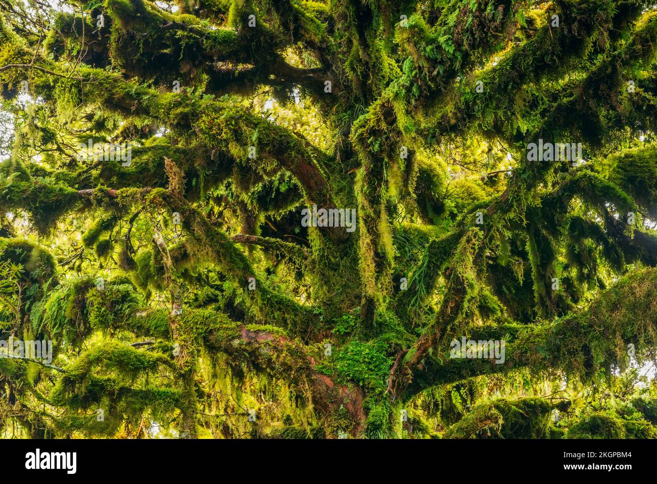 Grüne moosbedeckte Bäume im Egmont-Nationalpark Stockfoto