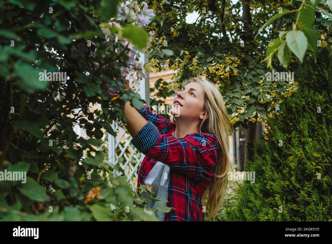 Frau mit blondem Haar, die Pflanze im Garten untersucht Stockfoto